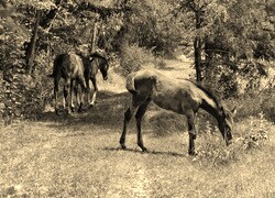 Szary + Sepia