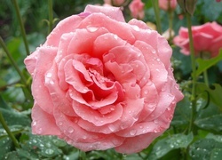 Oryginalny obrazek
