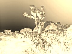 Sepia + Negatyw