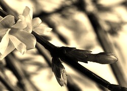 Szary + Sepia