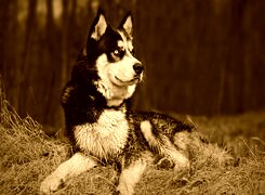 Sepia