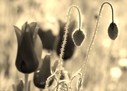 Szary + Sepia