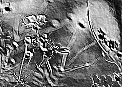 Skamielina