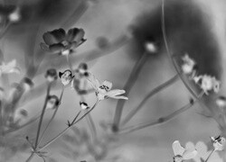 Szary + Negatyw
