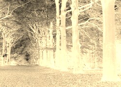 Sepia + Negatyw