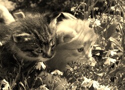 Szary + Sepia