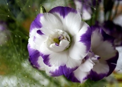 Oryginalny obrazek