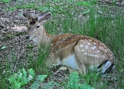 Oryginalny obrazek