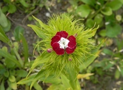 Oryginalny obrazek