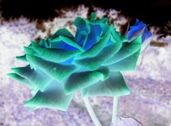 Negatyw