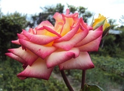 Oryginalny obrazek