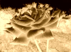 Sepia + Negatyw