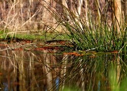 Oryginalny obrazek