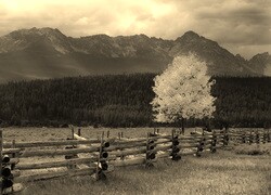 Sepia