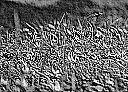 Skamielina