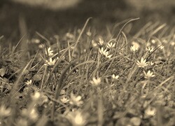 Szary + Sepia