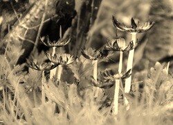 Szary + Sepia