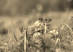 Szary + Sepia