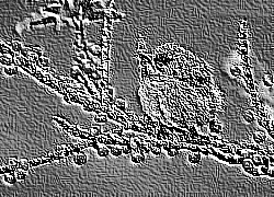 Skamielina