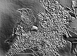 Skamielina