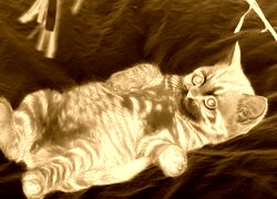 Sepia + Negatyw