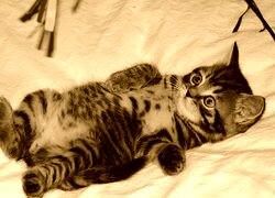 Sepia