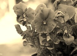 Szary + Sepia