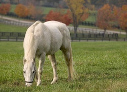 Oryginalny obrazek