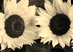 Szary + Sepia