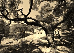 Sepia