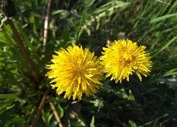 Oryginalny obrazek