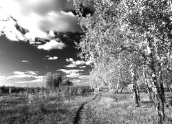 Szary + Sepia