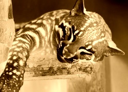 Sepia + Negatyw