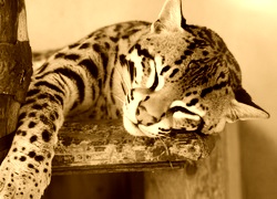 Sepia