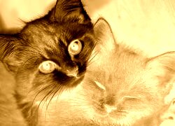 Sepia + Negatyw