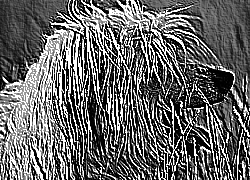 Skamielina