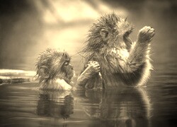 Szary + Sepia