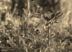 Szary + Sepia