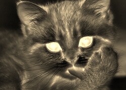 Sepia + Negatyw