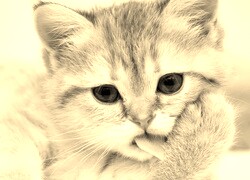 Sepia