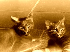 Sepia + Negatyw