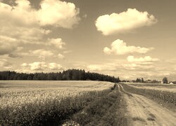 Szary + Sepia