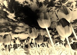 Sepia + Negatyw