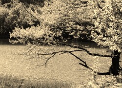 Sepia