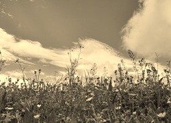 Szary + Sepia