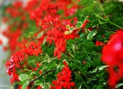 Oryginalny obrazek