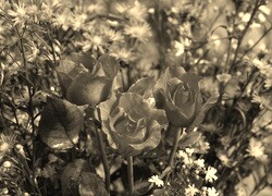 Szary + Sepia