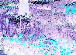 Negatyw