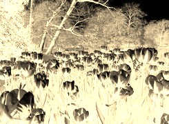 Sepia + Negatyw