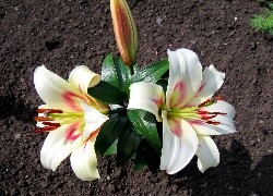 Oryginalny obrazek